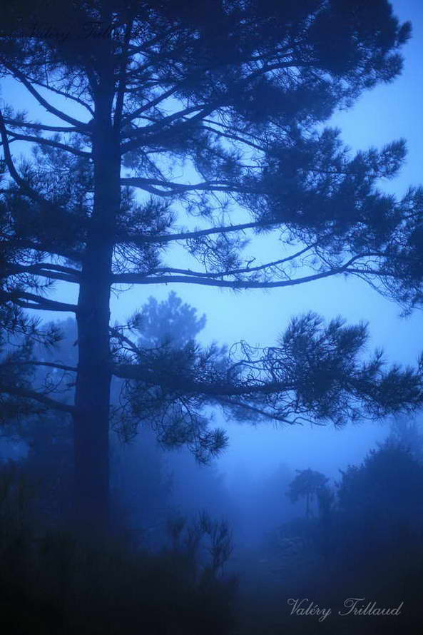 La forêt bleue est une photographie d'art