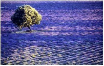 lavandes paysage de Provence
