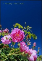 photo roses de mai